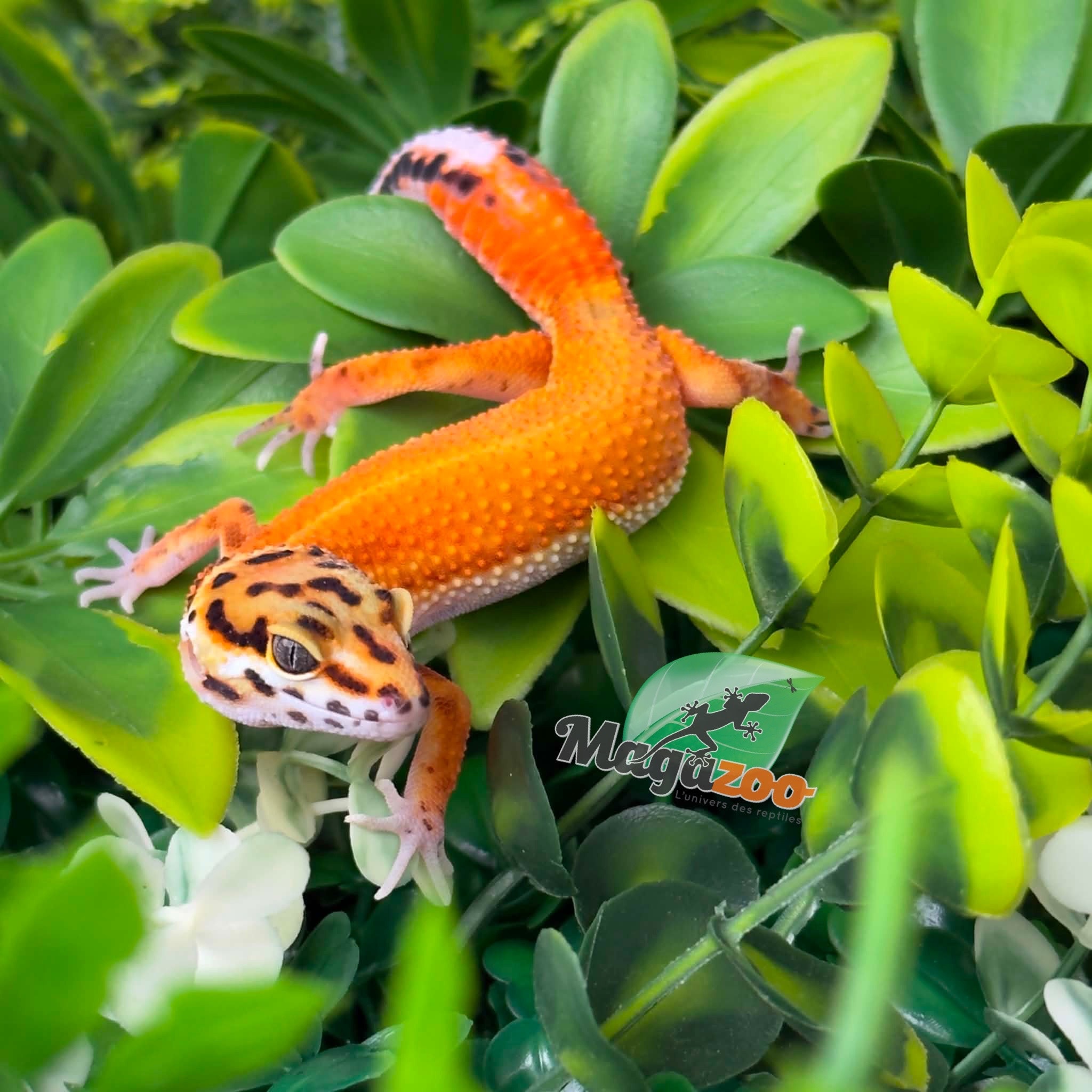 Magazoo Female Tangerine Hypo Leopard Gecko 04/16/26
