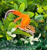 Magazoo Gecko léopard Tangerine Hypo Femelle 16/04/26