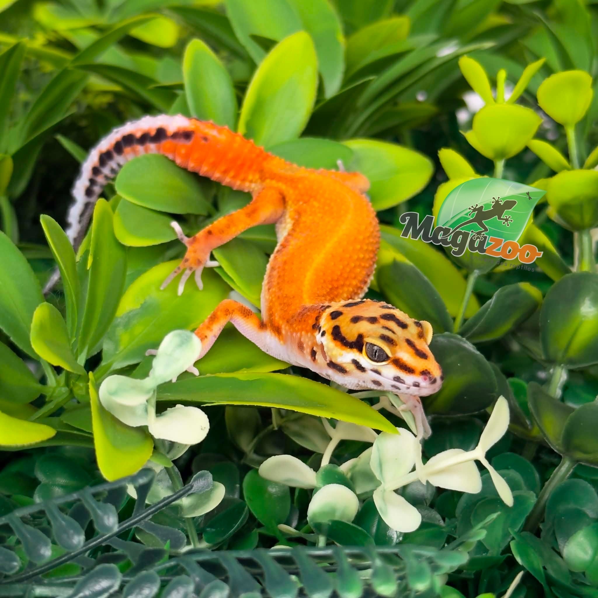 Magazoo Female Tangerine Hypo Leopard Gecko 04/16/26