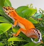 Magazoo Gecko léopard Tangerine Hypo Femelle 16/04/26