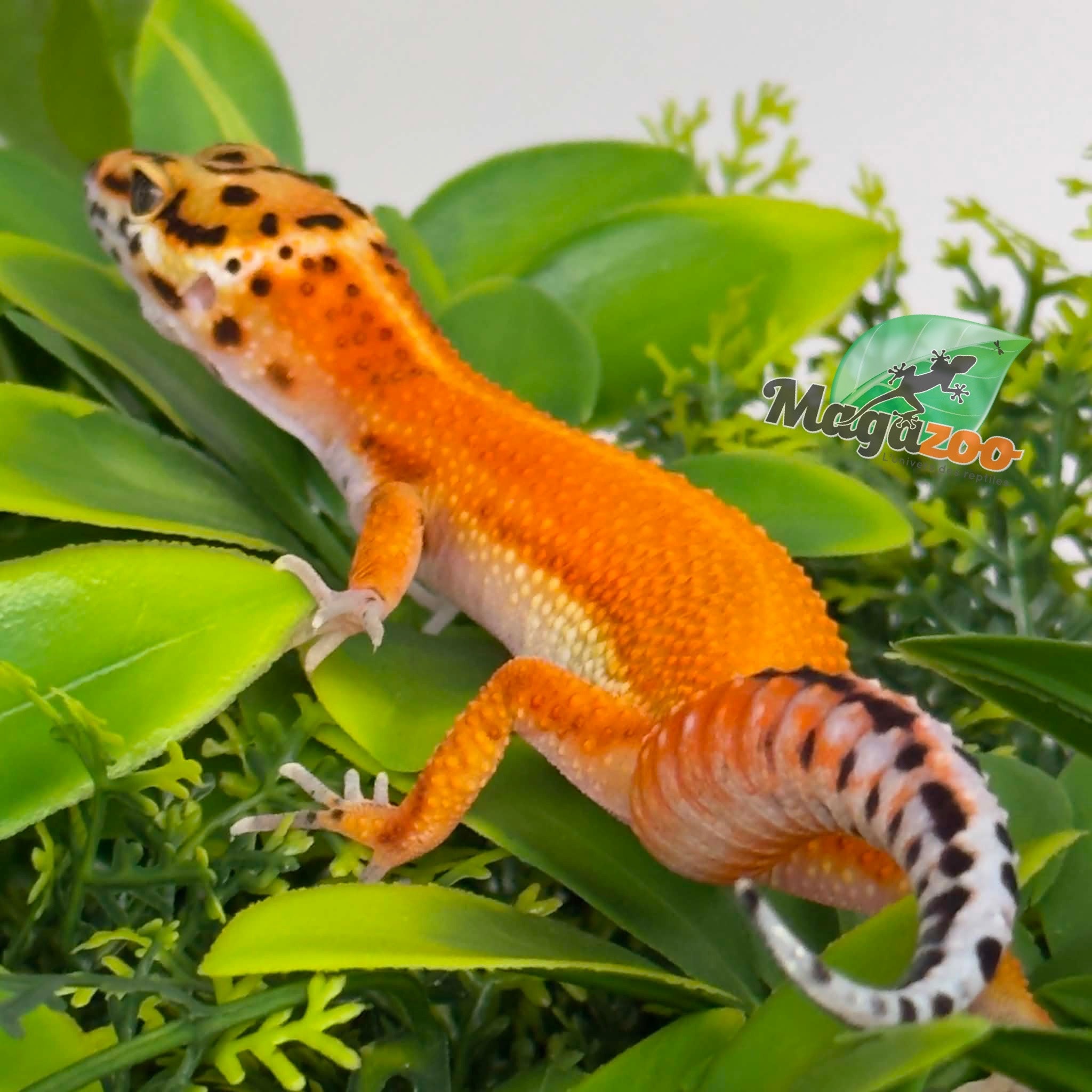 Magazoo Female Tangerine Hypo Leopard Gecko 04/16/26