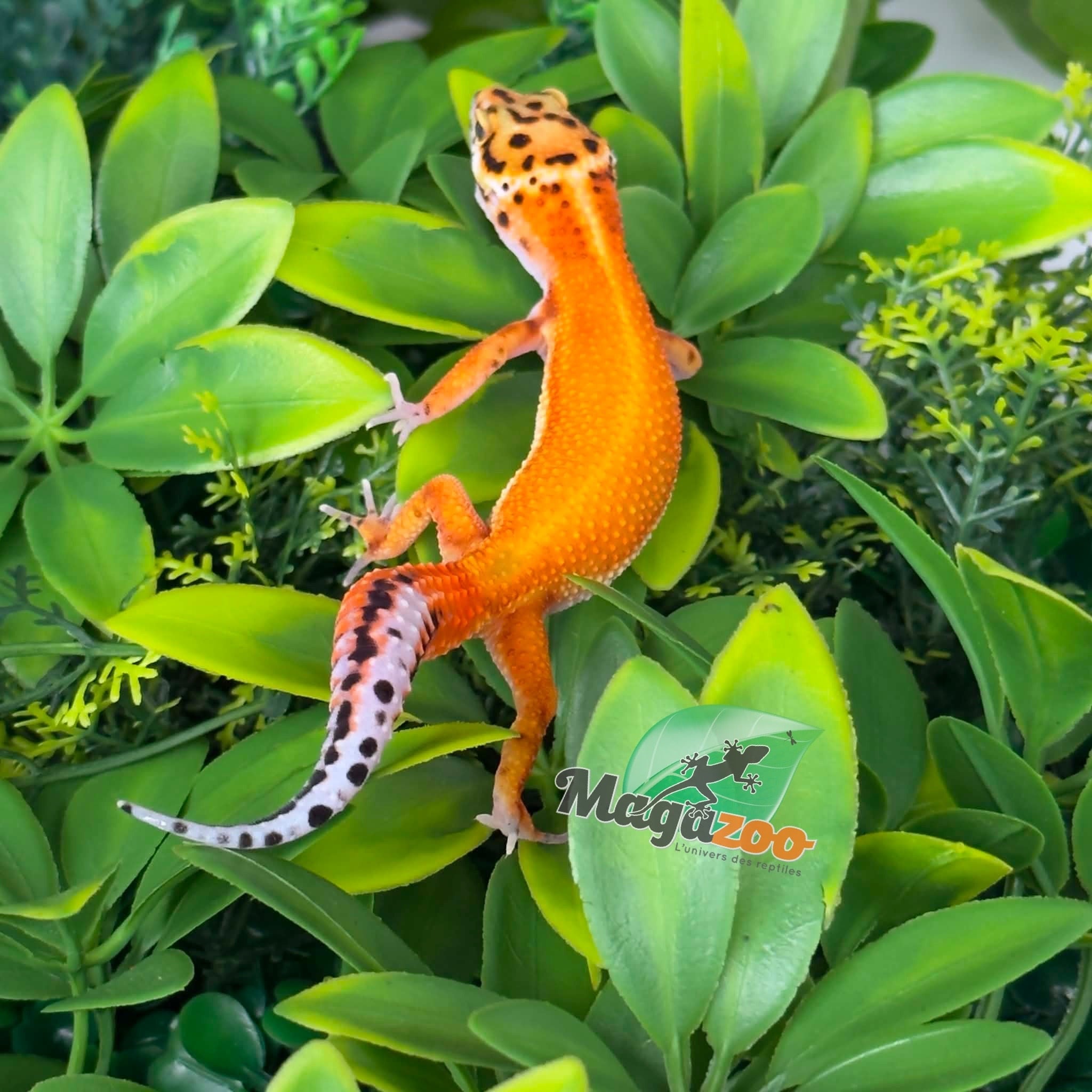 Magazoo Gecko léopard Tangerine Hypo Femelle 16/04/26