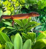 Magazoo Female Light Blacknight Mandarin Leopard Gecko 05/21/26