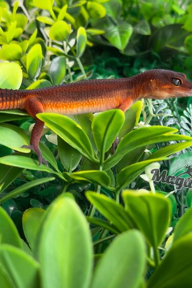 Magazoo Female Light Blacknight Mandarin Leopard Gecko 05/21/26