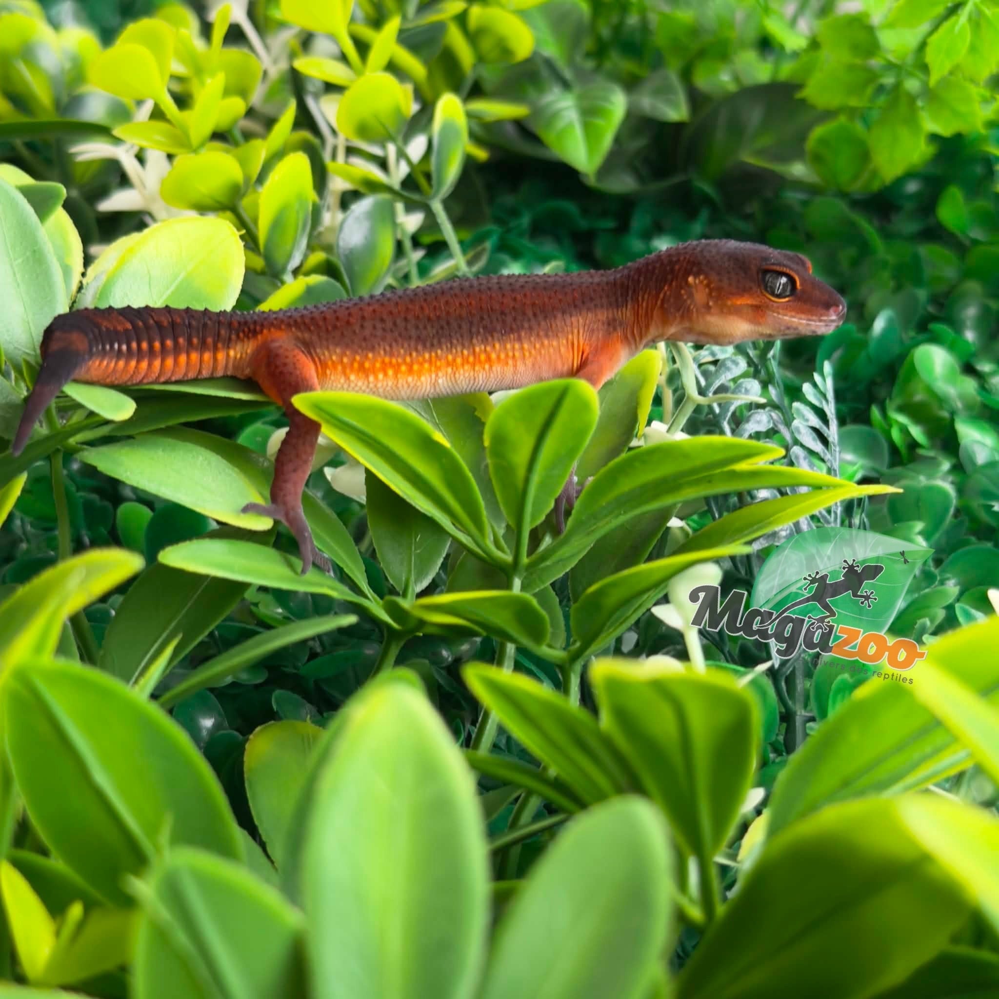 Magazoo Gecko léopard Light Blacknight Mandarin femelle 21/05/26