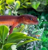 Magazoo Female Light Blacknight Mandarin Leopard Gecko 05/21/26