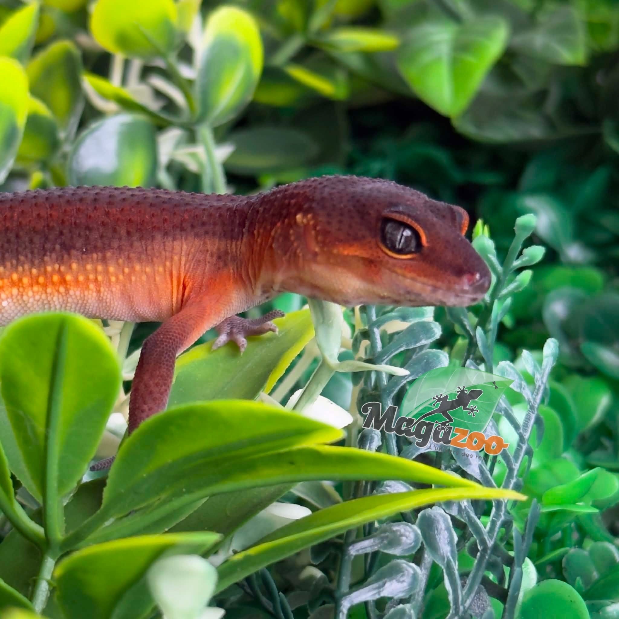Magazoo Gecko léopard Light Blacknight Mandarin femelle 21/05/26