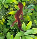 Magazoo Female Light Blacknight Mandarin Leopard Gecko 05/21/26