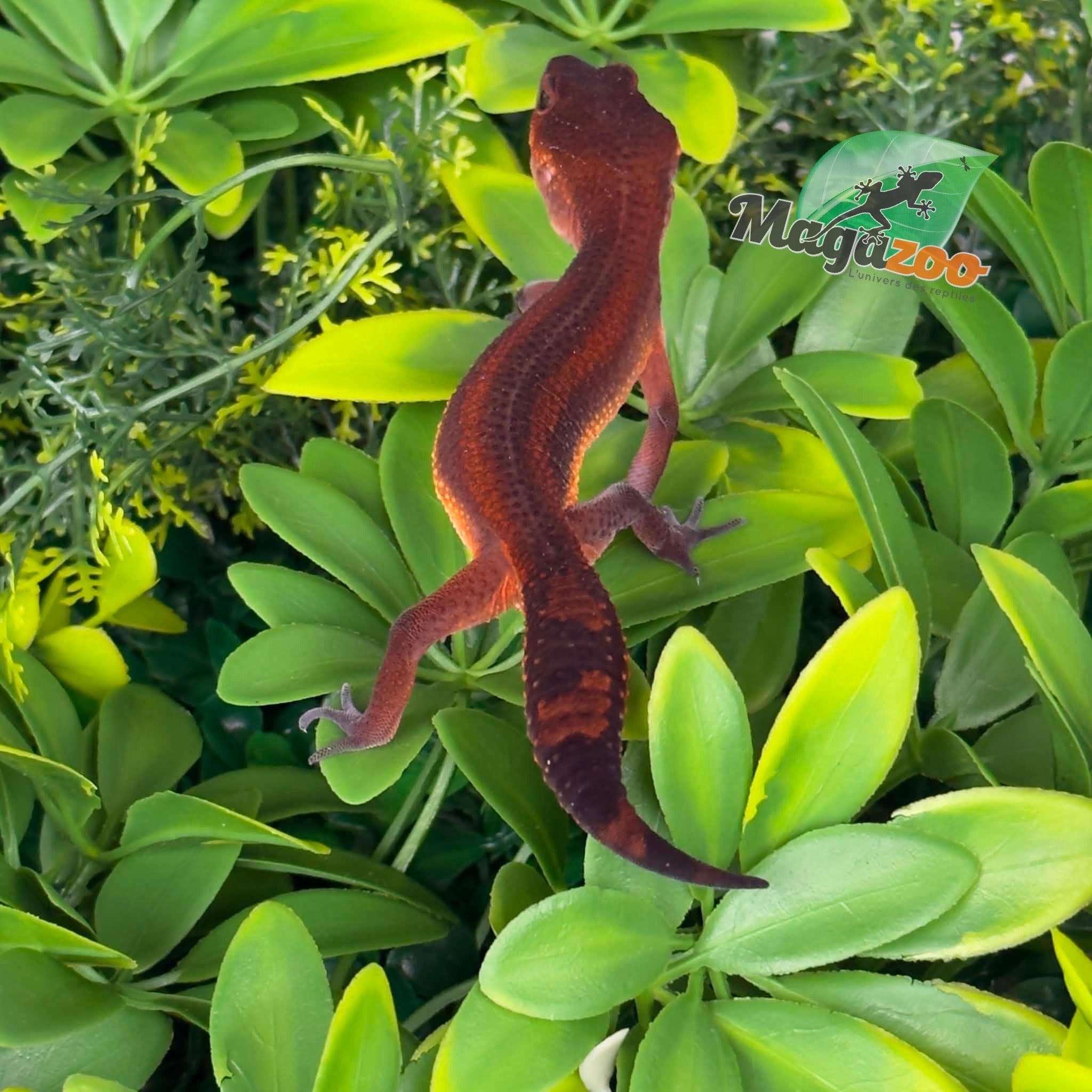 Magazoo Gecko léopard Light Blacknight Mandarin femelle 21/05/26
