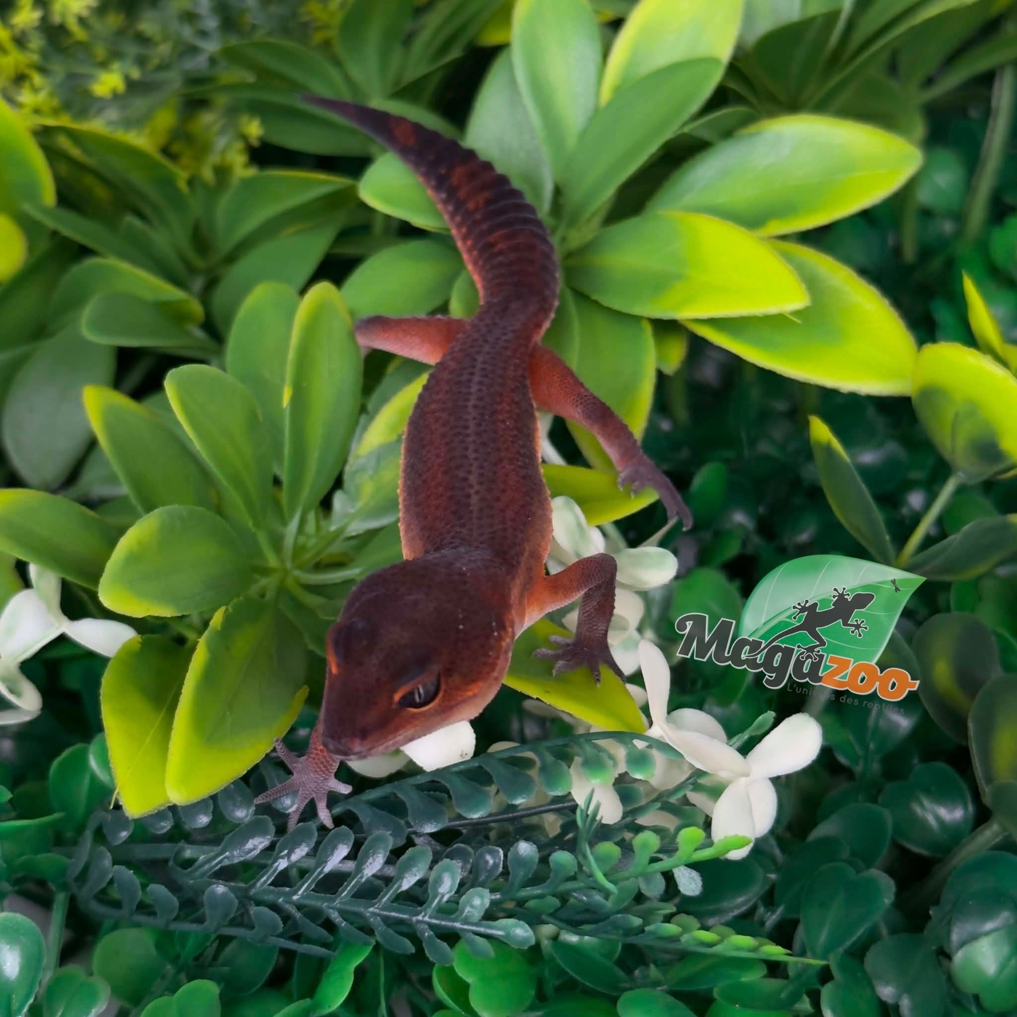 Magazoo Gecko léopard Light Blacknight Mandarin femelle 21/05/26