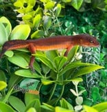 Magazoo Gecko léopard Light Blacknight Mandarin femelle 21/05/26