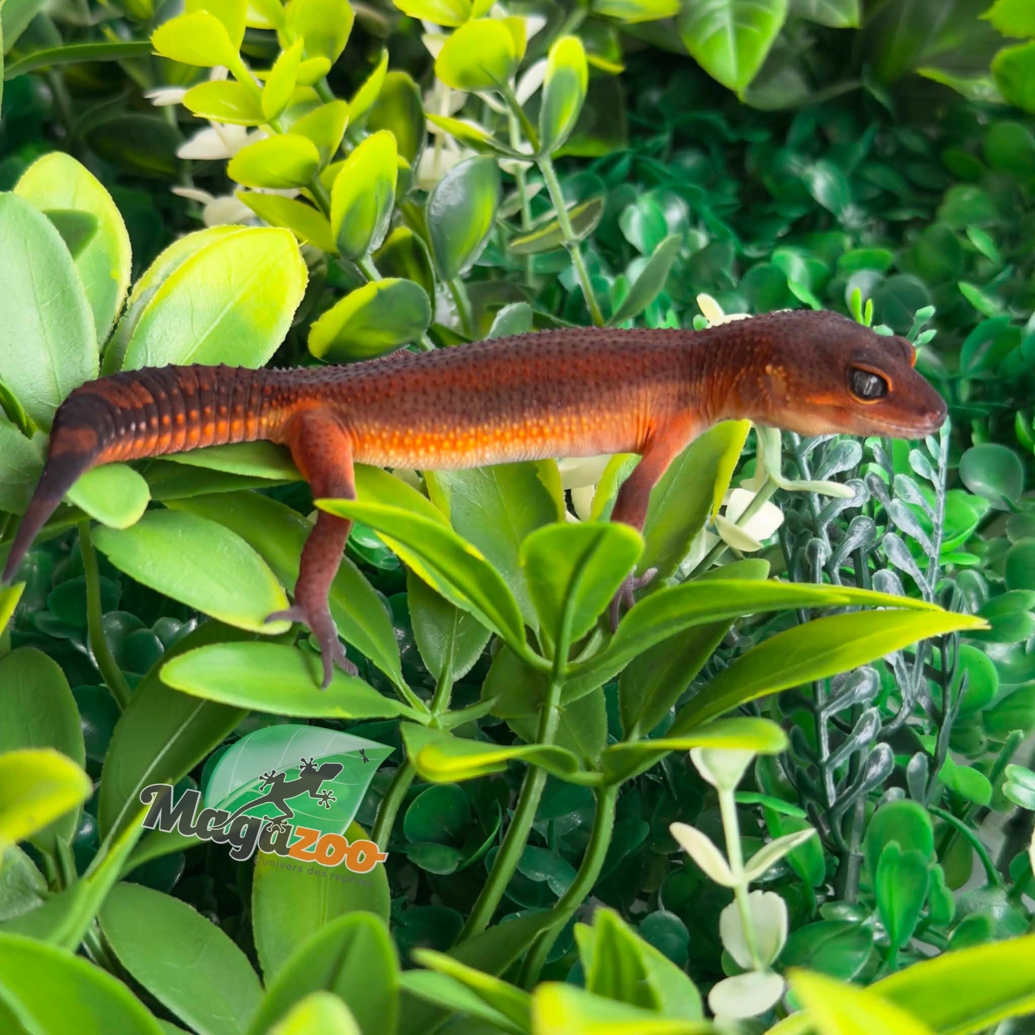 Magazoo Gecko léopard Light Blacknight Mandarin femelle 21/05/26