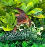 Magazoo Female Light Blacknight Mandarin Leopard Gecko 05/21/26