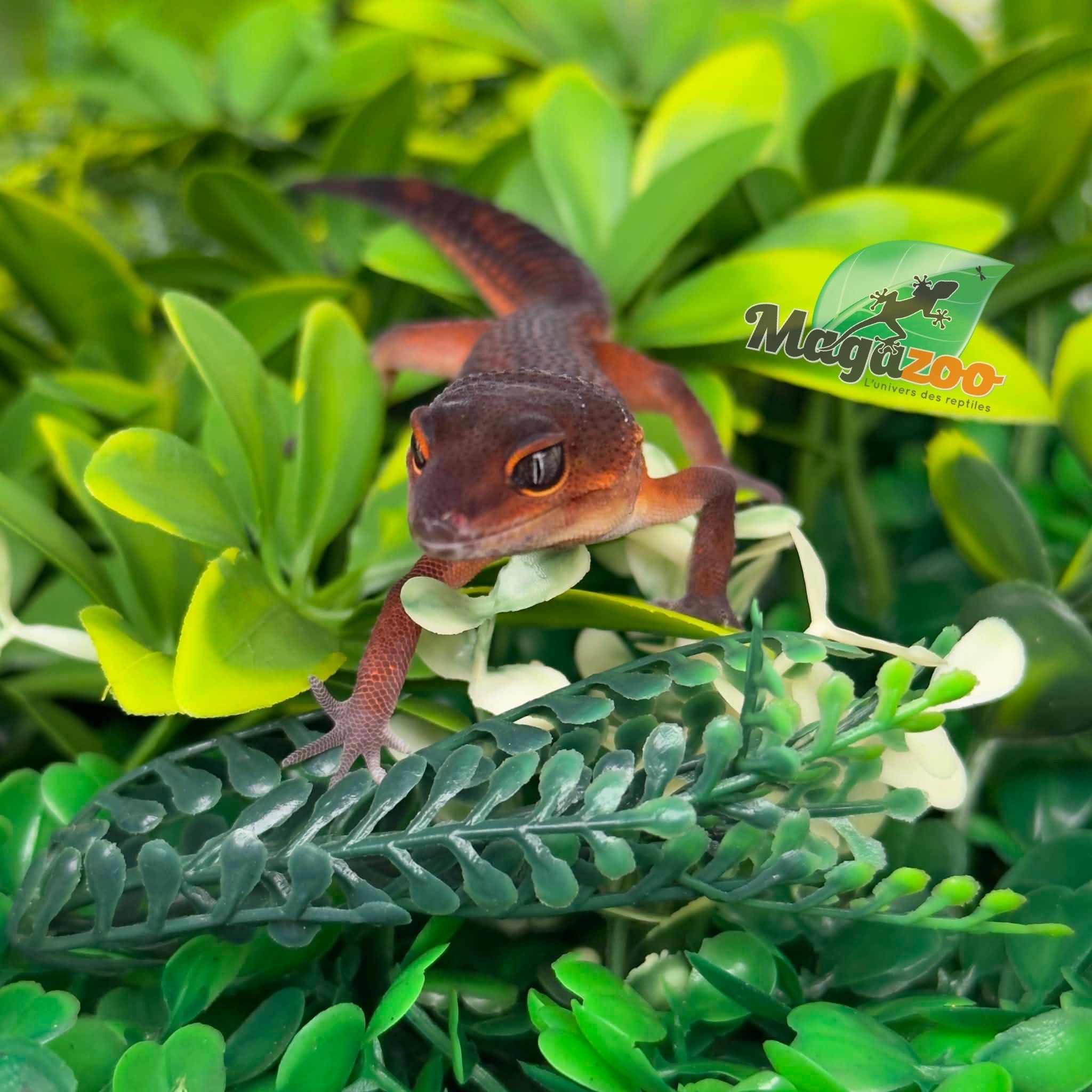 Magazoo Female Light Blacknight Mandarin Leopard Gecko 05/21/26