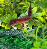 Magazoo Female Light Blacknight Mandarin Leopard Gecko 05/21/26