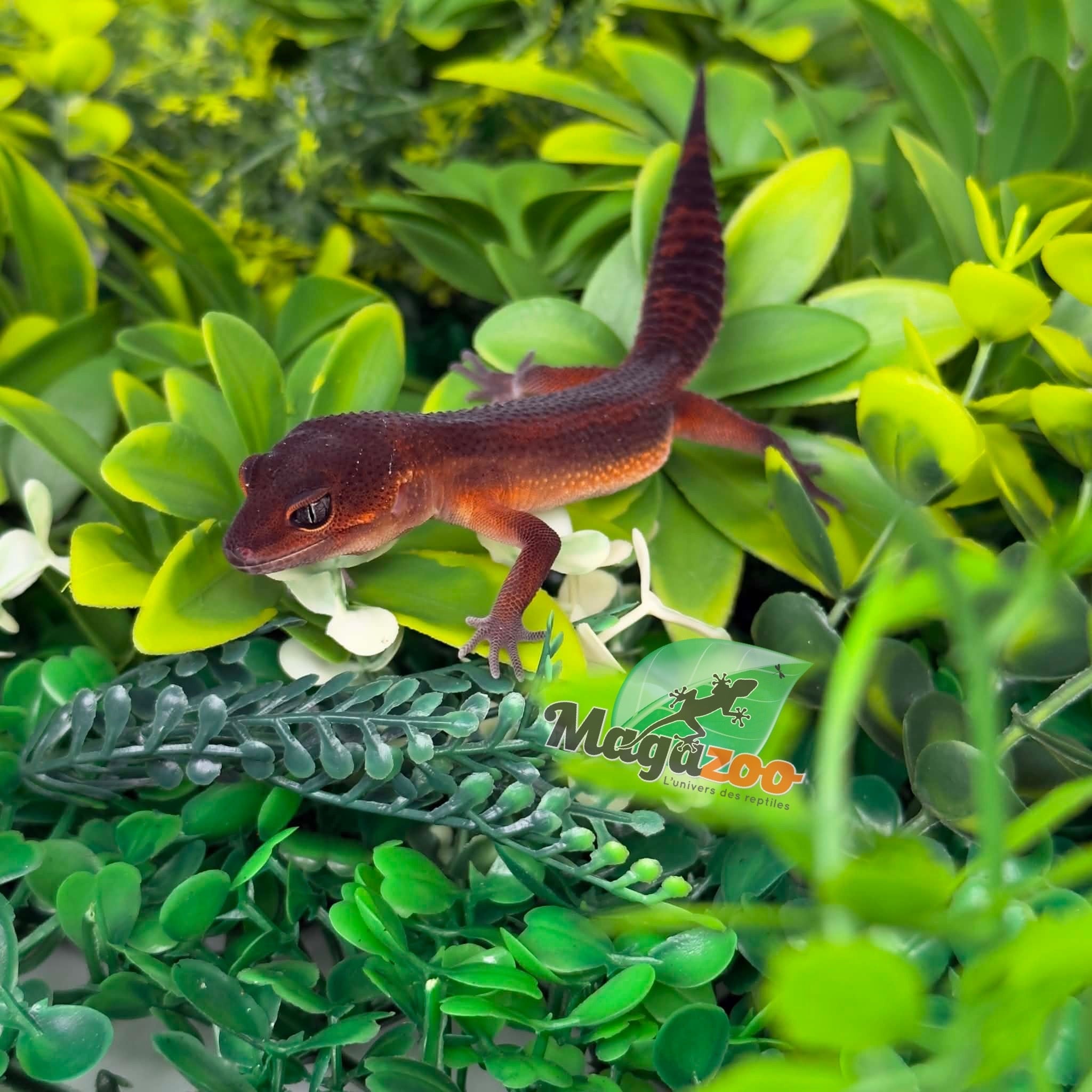 Magazoo Gecko léopard Light Blacknight Mandarin femelle 21/05/26