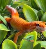 Magazoo Male Mandarin Emerine Leopard gecko 03/22/26