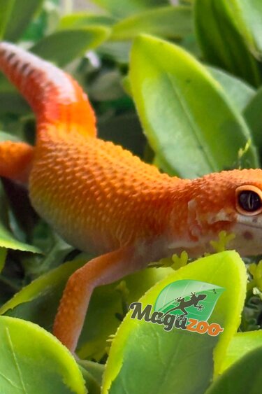 Magazoo Male Mandarin Emerine Leopard gecko 03/22/26