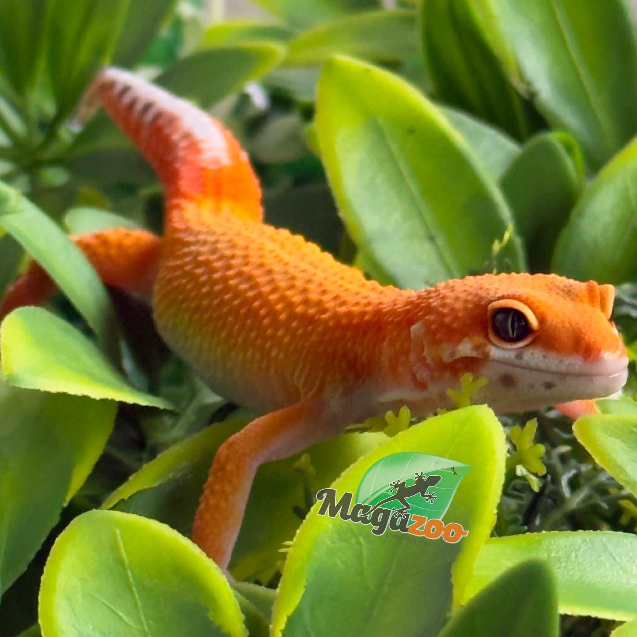 Magazoo Gecko léopard Mandarin Emerine Mâle 22/03/26