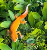 Magazoo Male Mandarin Emerine Leopard gecko 03/22/26