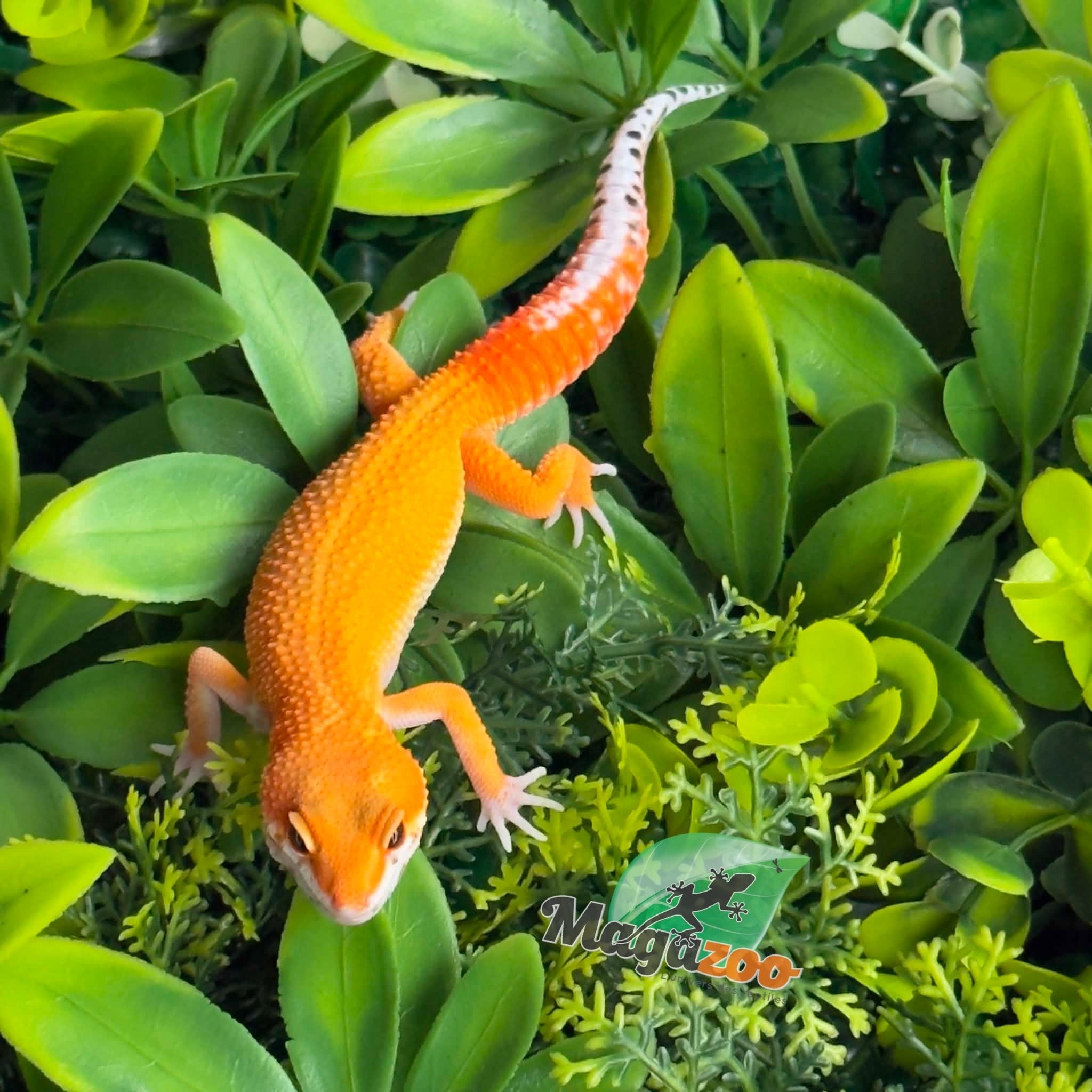 Magazoo Gecko léopard Mandarin Emerine Mâle 22/03/26