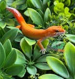 Magazoo Gecko léopard Mandarin Emerine Mâle 22/03/26