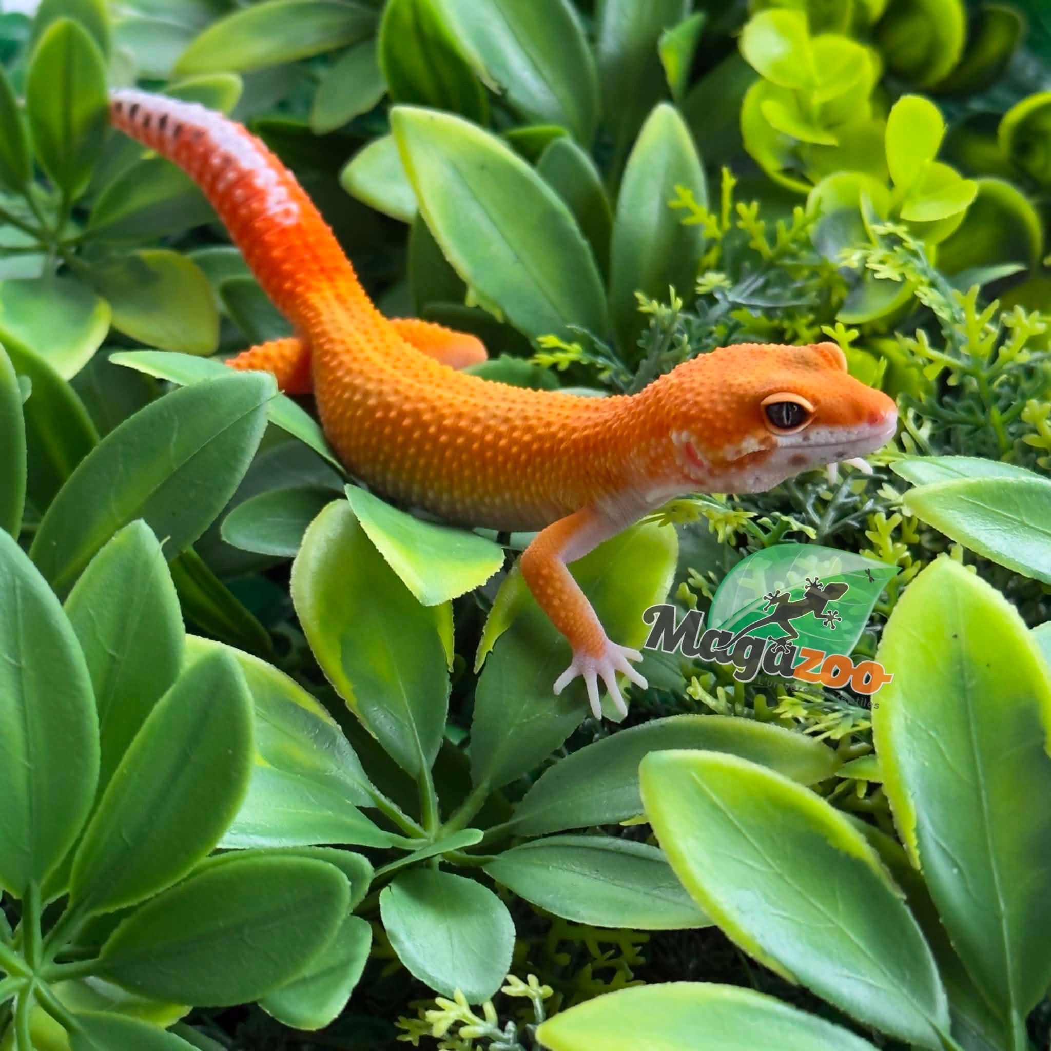 Magazoo Gecko léopard Mandarin Emerine Mâle 22/03/26