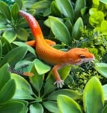 Magazoo Male Mandarin Emerine Leopard gecko 03/22/26