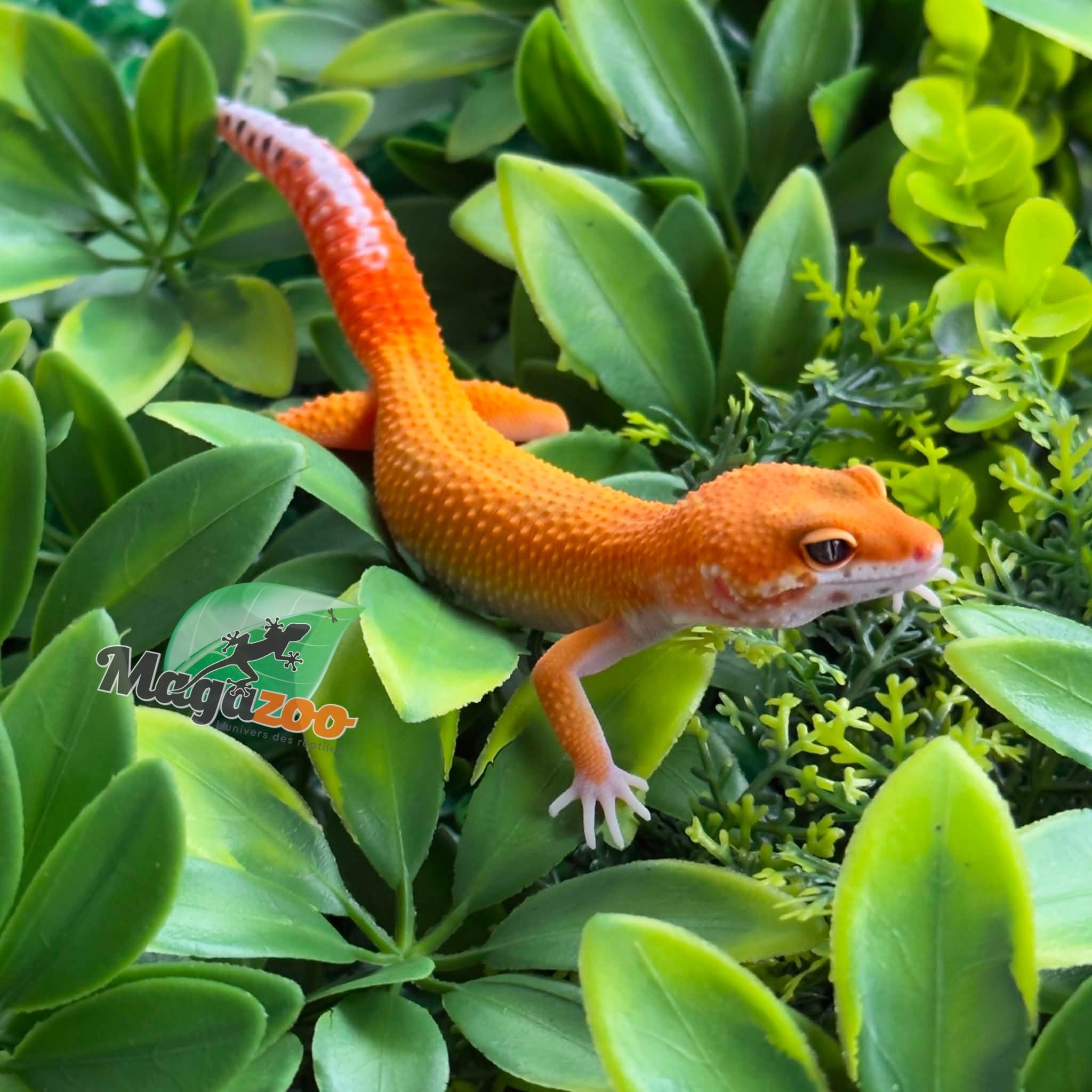 Magazoo Male Mandarin Emerine Leopard gecko 03/22/26