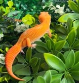Magazoo Gecko léopard Tremper Tangerine 66% éclipse mâle 09/01/26