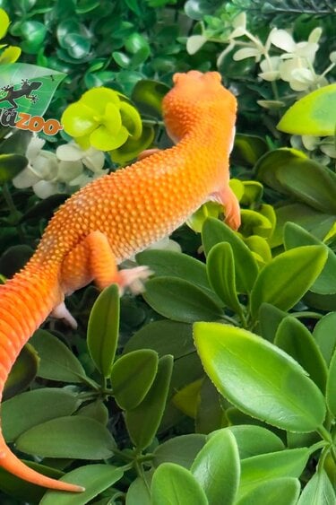Magazoo Gecko léopard Tremper Tangerine 66% éclipse mâle 09/01/26