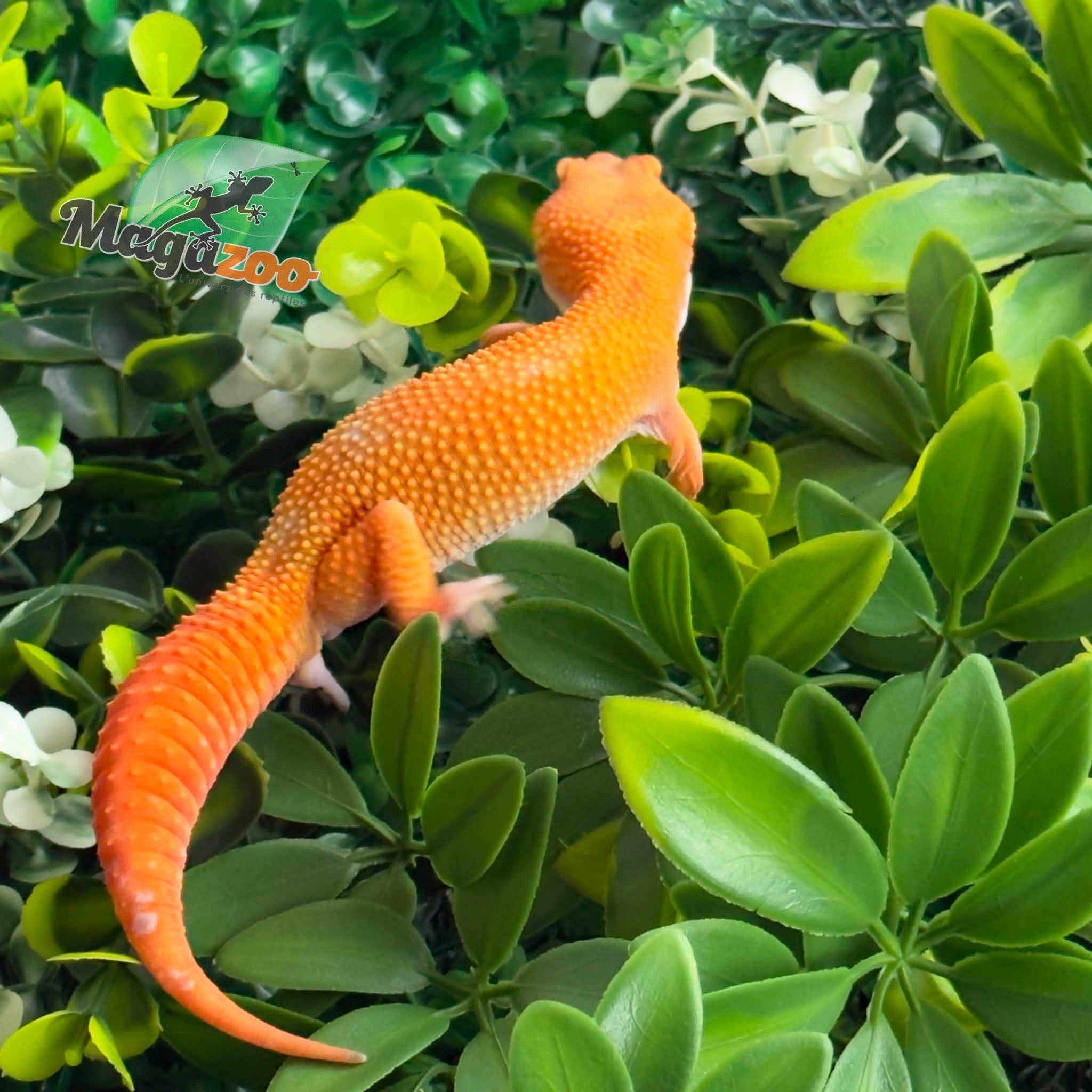 Magazoo Gecko léopard Tremper Tangerine 66% éclipse mâle 09/01/26