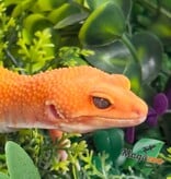 Magazoo Gecko léopard Tremper Tangerine 66% éclipse mâle 09/01/26