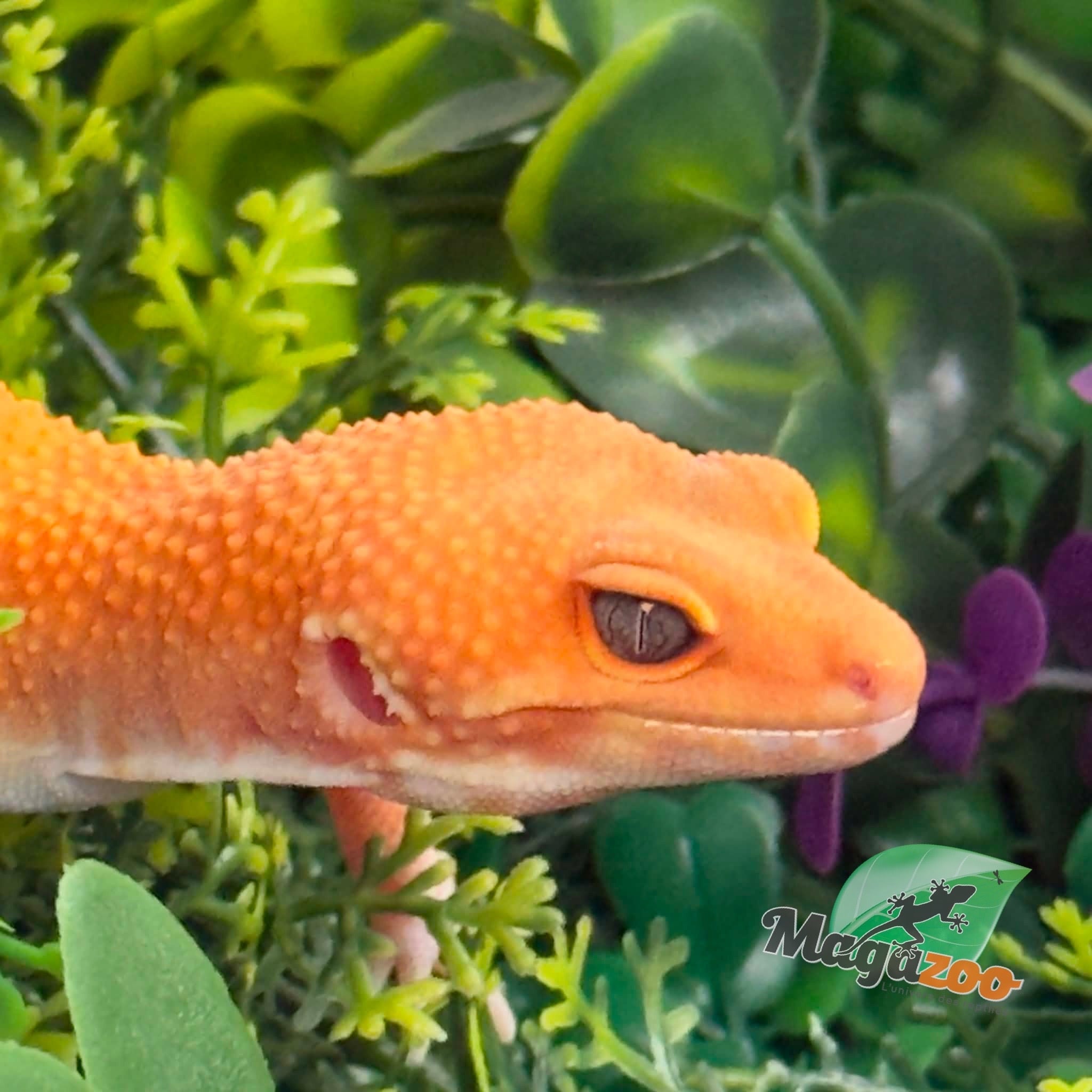 Magazoo Gecko léopard Tremper Tangerine 66% éclipse mâle 09/01/26