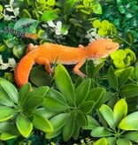 Magazoo Gecko léopard Tremper Tangerine 66% éclipse mâle 09/01/26