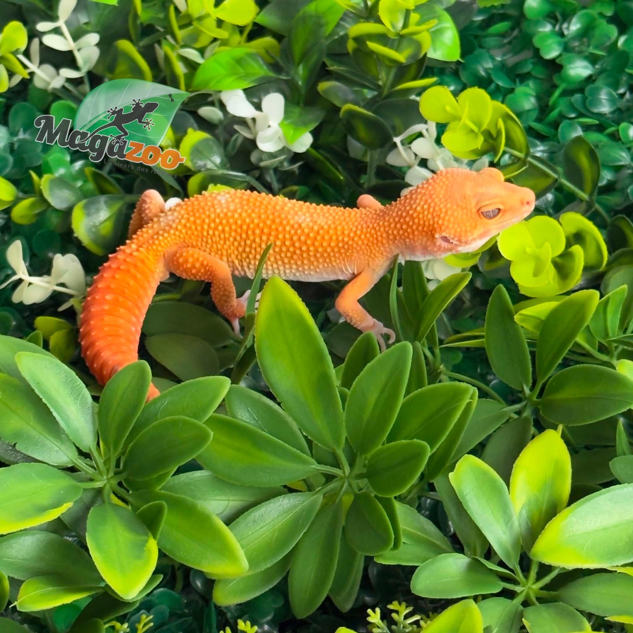 Magazoo Male Tangerine 66% Eclipse Leopard Gecko 01/09/26