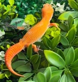 Magazoo Gecko léopard Tremper Tangerine 66% éclipse mâle 09/01/26