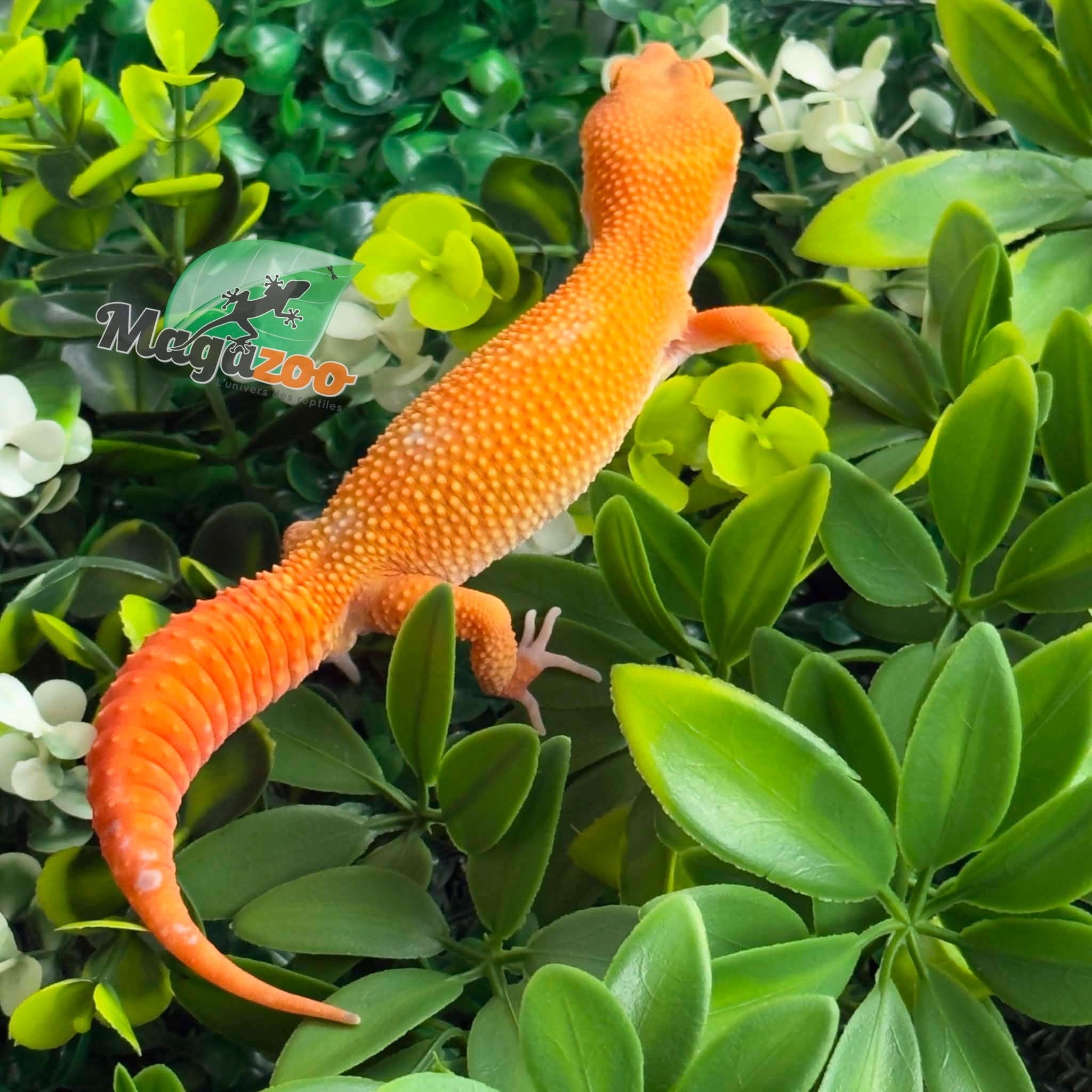 Magazoo Gecko léopard Tremper Tangerine 66% éclipse mâle 09/01/26