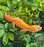 Magazoo Gecko léopard Tremper Tangerine 66% éclipse mâle 09/01/26