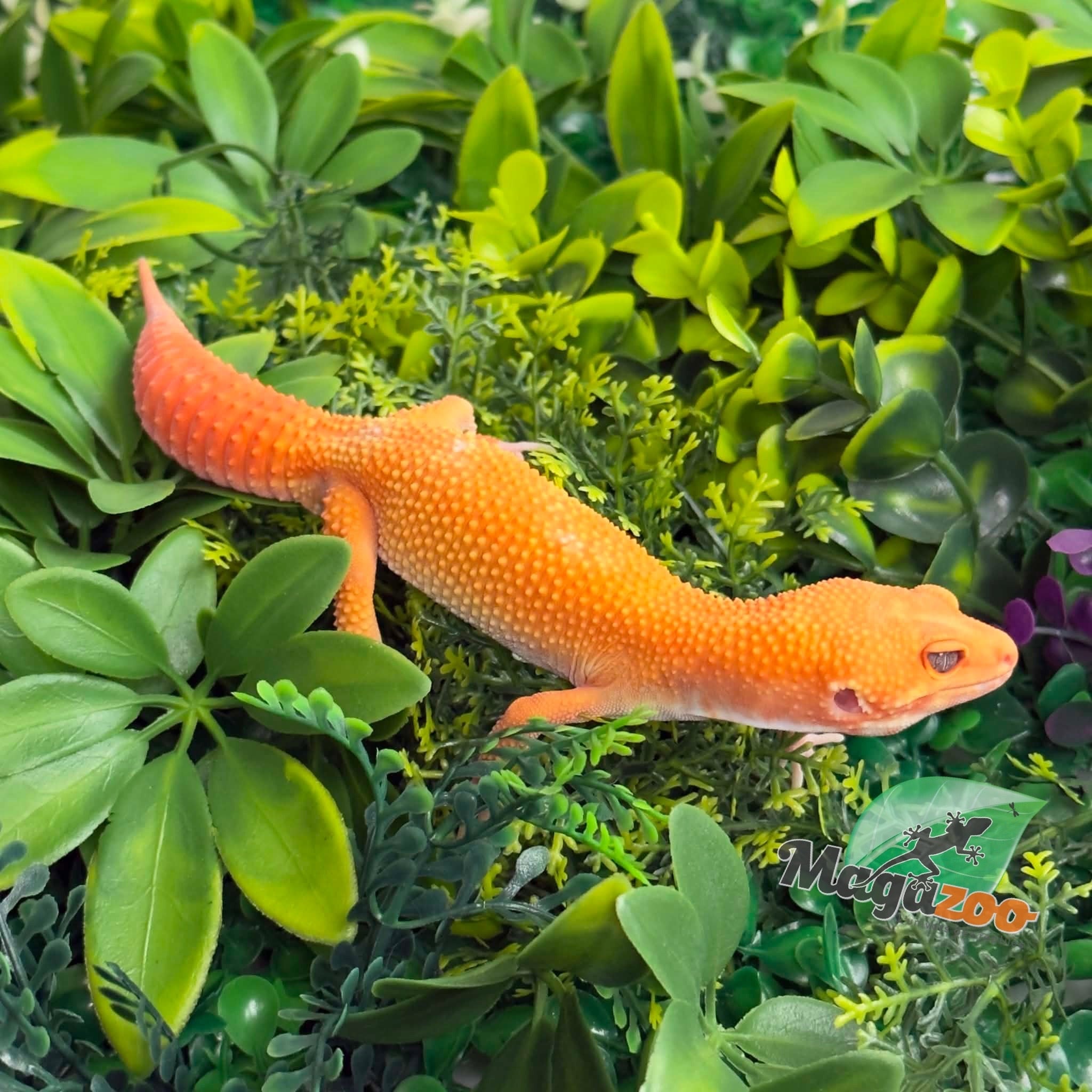 Magazoo Gecko léopard Tremper Tangerine 66% éclipse mâle 09/01/26