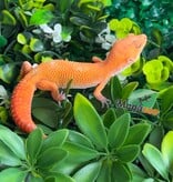Magazoo Male Tangerine 66% Eclipse Leopard Gecko 01/09/26