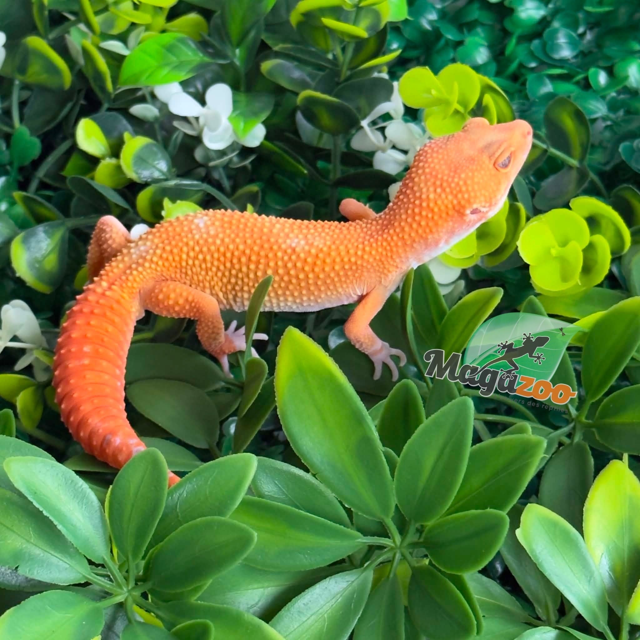 Magazoo Male Tangerine 66% Eclipse Leopard Gecko 01/09/26