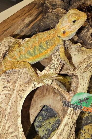 Magazoo Bearded dragon Hypo translucent Female #9