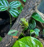 Magazoo Rainette verte de Floride