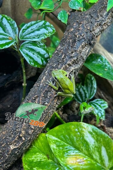 Magazoo Florida green tree frog