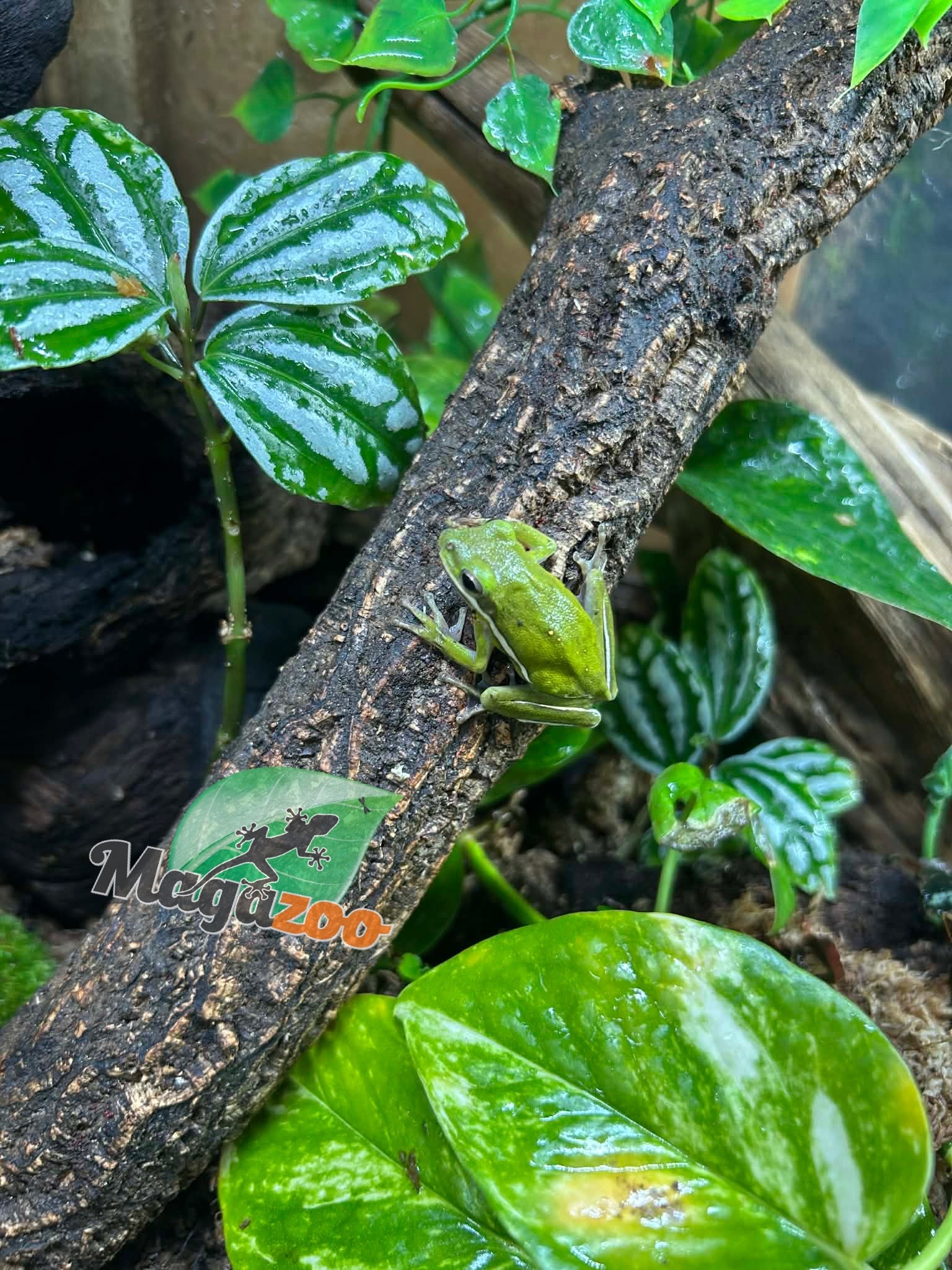 Magazoo Florida green tree frog