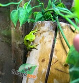 Magazoo Florida green tree frog