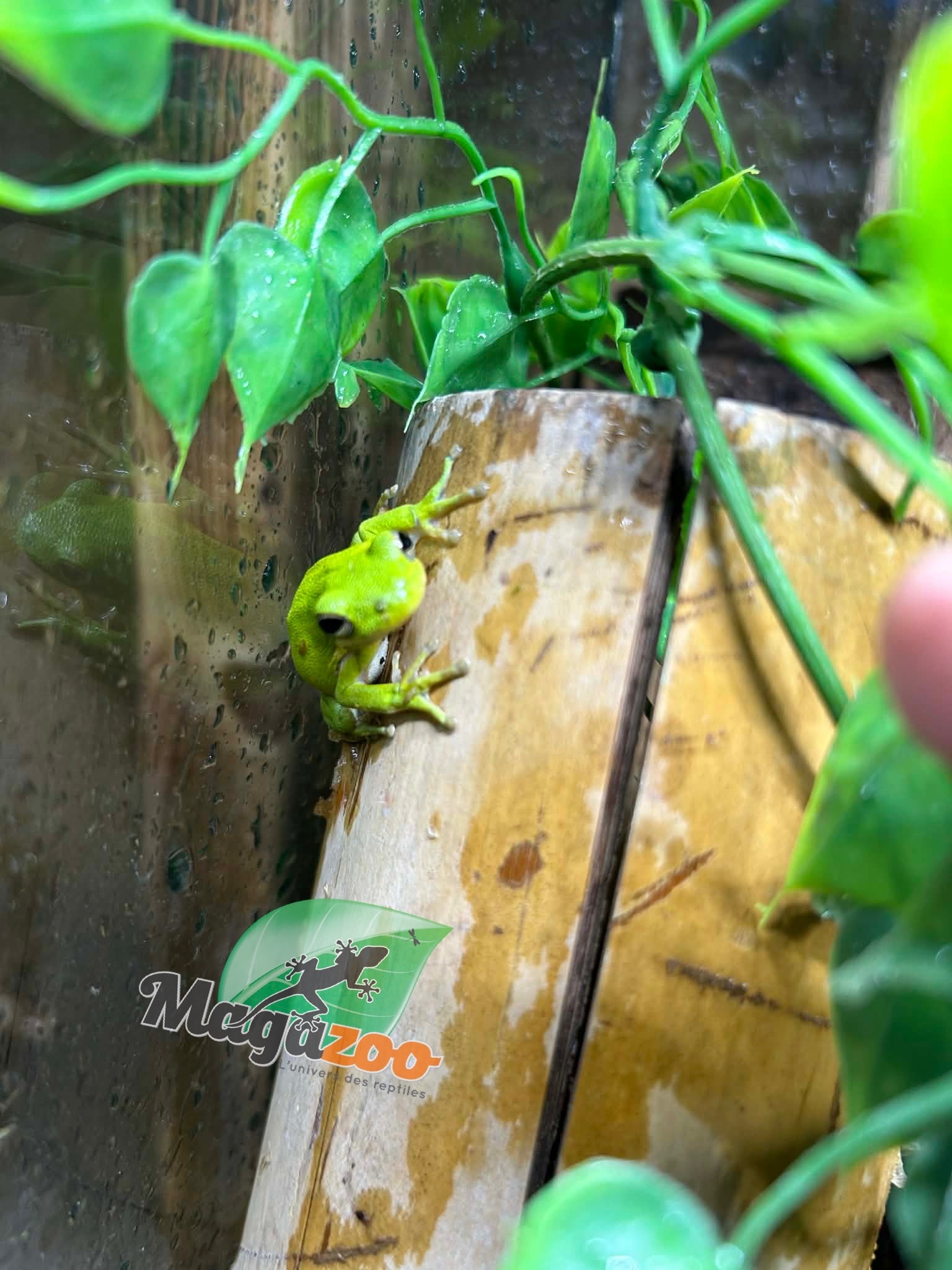 Magazoo Florida green tree frog