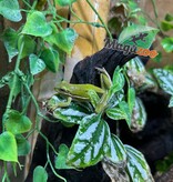 Magazoo Rainette verte de Floride