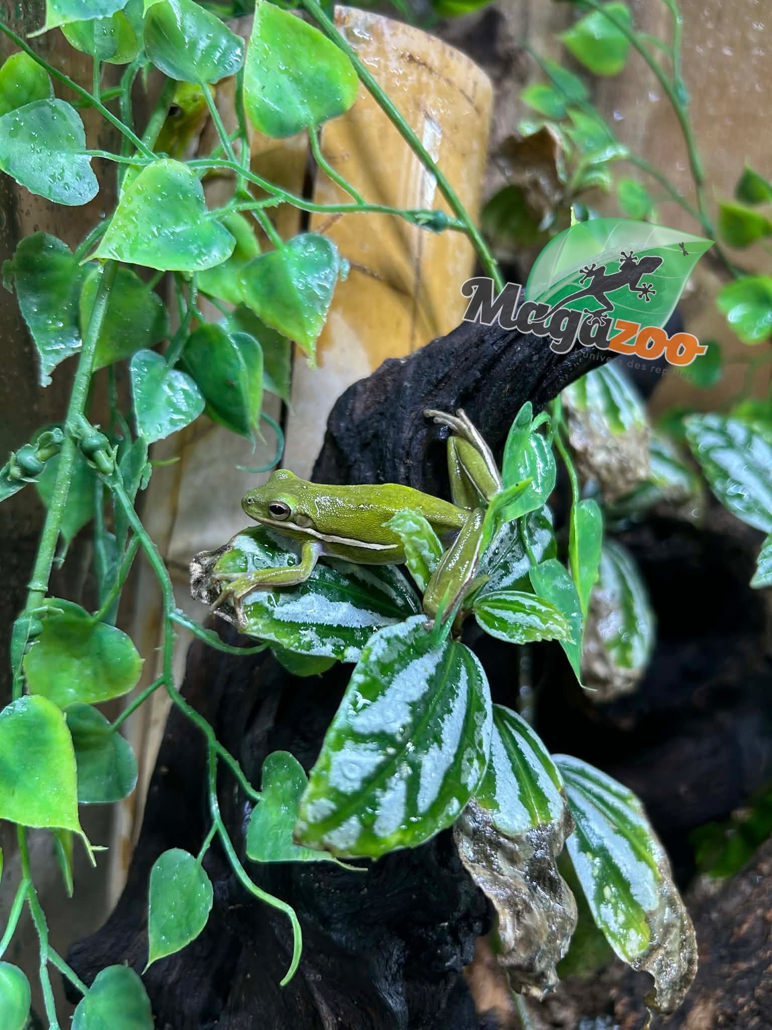 Magazoo Florida green tree frog